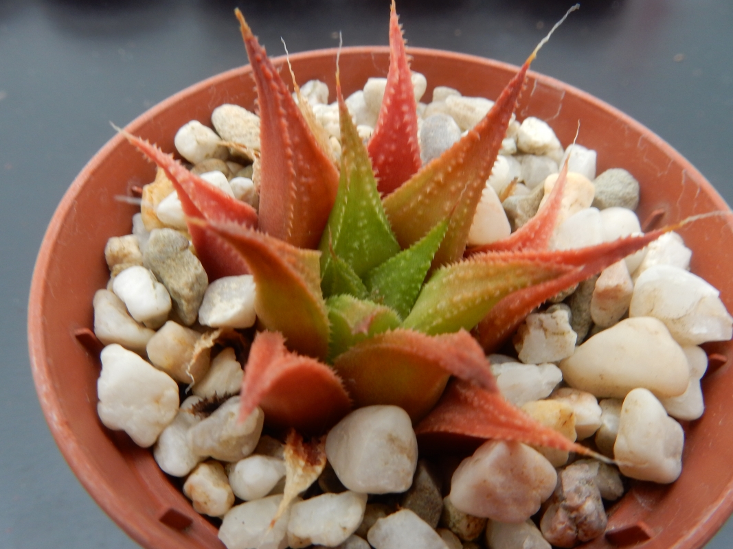 Popup | Succulent Tissue Culture